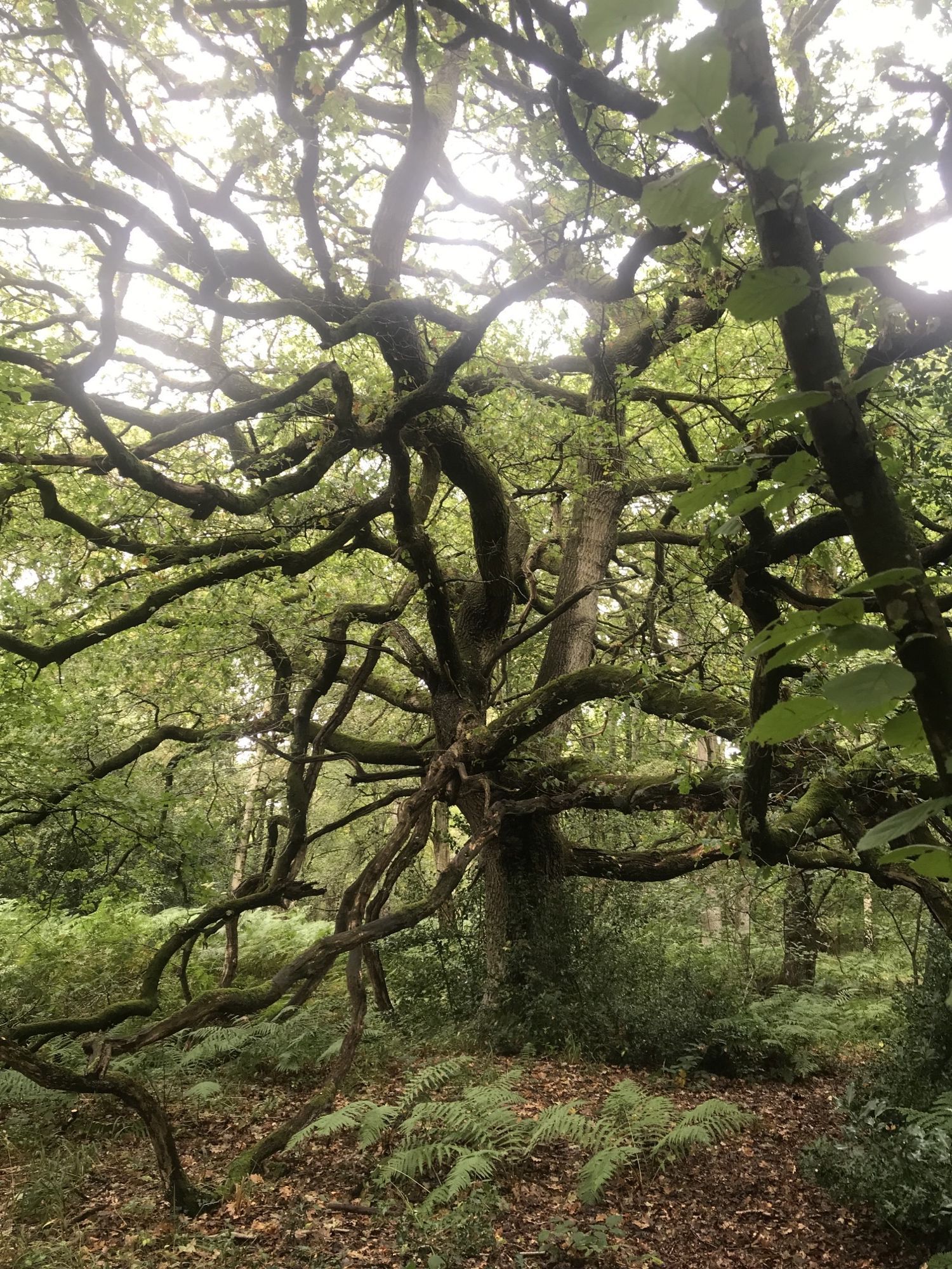 ancient tree